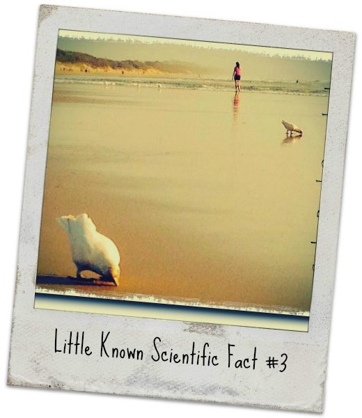 Seacove Resort Coolum Beach Sunshine Coast Scientific Fact 3